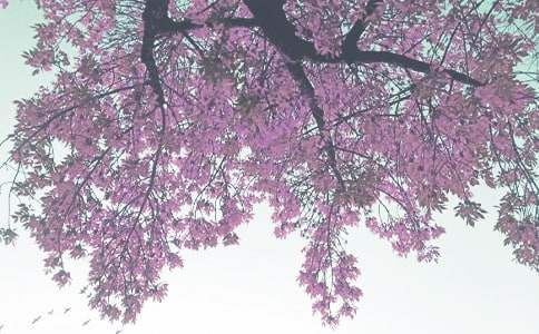 秋季活動方案 秋季活動方案模板文字
