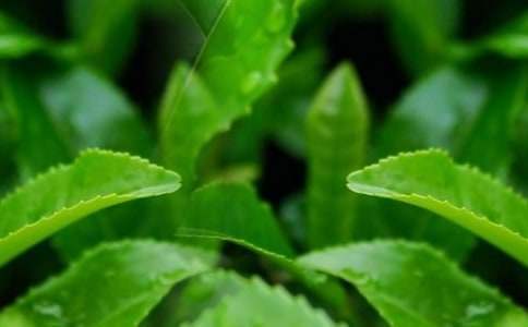 茶葉商會工作報告 茶葉商會工作報告總結
