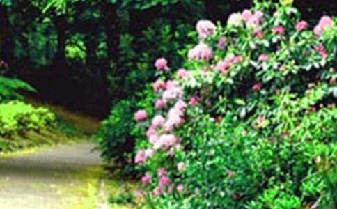 巨人的花園說課稿 巨人的花園說課稿說學情