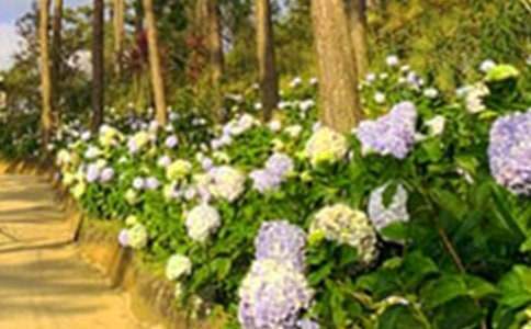 《巨人的花園》說課稿 《巨人的花園》說課稿周杰