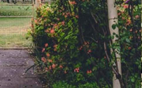 巨人的花園說課稿 巨人的花園說課稿第二課時