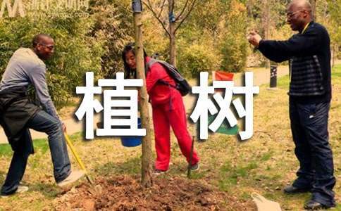 鄉鎮植樹造林工作總結 鄉鎮植樹造林工作總結范文