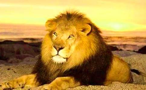 獅子王觀后感 獅子王觀后感500字