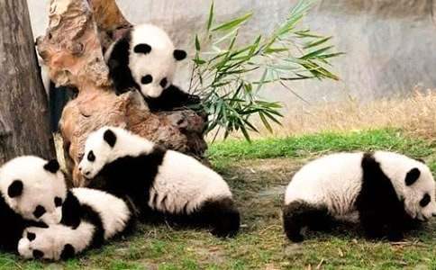 功夫熊貓的觀后感 功夫熊貓的觀后感200字