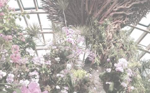 植物園春游活動方案 幼兒園植物園春游活動方案