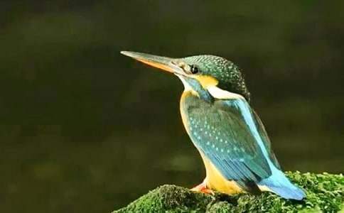 《翠鳥》優秀說課稿 小學語文翠鳥的說課稿